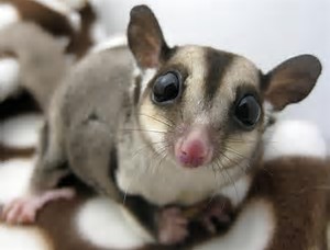 sugar-glider